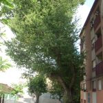 "ÁRBOL CENTENARIO" DE INMACULADA PUCHADES ALARCÓN