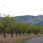 "ALMENDROS" DE LOLI RUBIO ALONSO