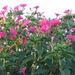 "FLOR SILVESTRE" DE EVA MONTES SOLOZÁBAL