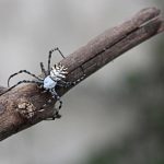 "ARGIOPE LOBATA" DE JORGE CABAÑAS TELLERÍA