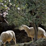 2º PREMIO DEL JURADO Y 4ª EN VOTACIÓN POPULAR. "LAS OVEJAS DE CELESTINO" DE RICARDO FERRANDO SOLER