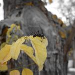 "YO RESPETO CAMARILLAS, ¿Y TÚ?" DE REBECA LAMA SÁNCHEZ