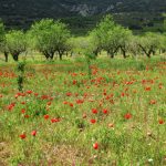 "PRIMAVERA" DE PILAR ALCAYDE OLIVER