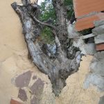 "FUSIÓN" DE MERCEDES SANTOS CÍVICOS