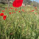 "LA FOTO" DE PILAR MARTÍ BELENGUER