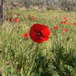 "LA FOTO" DE PILAR MARTÍ BELENGUER