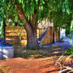 "OASIS" DE MIHAI CSIPAK