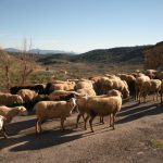 "DE VUELTA A CASA" DE MARÍA DEL MAR LOZANO LORENTE