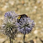 "POLINIZACIÓN DEL CARDO YESQUERO" DE RAMÓN GIMENO ROYO