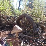 "SÓLO TORÁS" DE CÉSAR BOSCH PALACIO