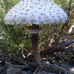 "EN TORÁS" DE CÉSAR BOSCH PALACIO