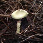 "OTOÑO" DE YOLANDA LÁZARO AGRISUELAS