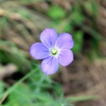 "SILVESTRE" DE YOLANDA LÁZARO AGRISUELAS