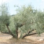 "LA ABUELA" DE PASCUAL NIETO DURÁ