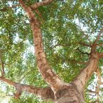 "DESDE EL ALMENDRO" DE LOLI RUBIO ALONSO