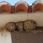 "NIDOS DE GOLONDRINAS" DE JOAQUÍN POVO MACIÁN