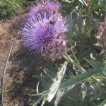 "EL CICLO DE LA VIDA" DE ISABEL HERRANZ FLOR