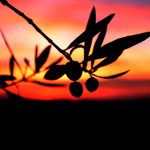 ESPERANDO LA COSECHA" DE MANUEL GIMÉNEZ GINER