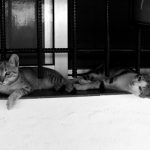 "TOMANDO LA FRESCA" DE VERÓNICA MAÑEZ LÁZARO