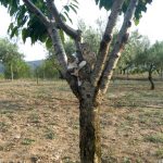 "PEQUEÑOS TREPADORES" DE Mª LORETO LÁZARO MAÑES