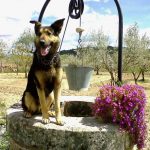 "VIGILANTE DEL POZO" DE BLAS MAÑES MACIÁN