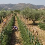 "NUEVOS CULTIVOS" DE VICENTA FLOR GIL