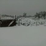 "TORÁS NEVADO" DE AMPARO FLOR PÉREZ
