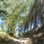 "CAMINO DEL PANTANO" DE AMPARO FLOR PÉREZ