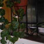 "GATICO EN LA PEDRERA" DE MIGUEL JULIÁN MACIÁN