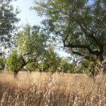 "SOS, EL CAMPO SE MUERE" DE CONSUELO USÓ SERRA