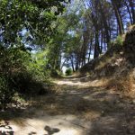 "CAMINO DEL PANTANO" DE JORGE JIMÉNEZ