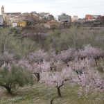 "ALMENDROS EN FLOR" DE JUAN MONTES MULA