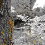 "NATURA CAMARILLAS" DE ALEJANDRO PÉREZ TOMÁS