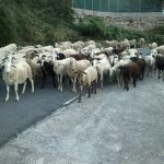 "OVEJITAS" DE Mª CARMEN MARTÍNEZ MONLEÓN