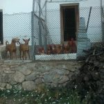 "GALLINAS A TUTIPLEN" DE Mª CARMEN MARTÍNEZ MONLEÓN