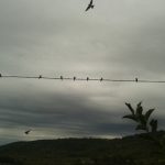 "PÁJAROS" DE JOSÉ VICENTE SANZ VALERO