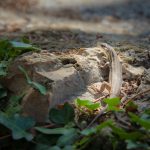 "SARGANTANA" DE MIQUEL MOLL SERRA