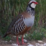 "CAMINO DEL CHORRILLO" DE VICENT XAVIER MARTÍNEZ BERROCAL