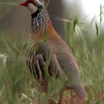 "LA DEL TERRENO" DE SALVADOR ESCRIHUELA DUBÓN