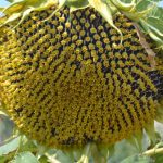 "GIRASOL" DE ANTONIO MACIÁN MACIÁN