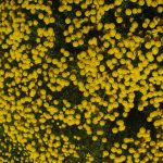 "CAMOMILA EN FLOR" DE PILAR ALCAYDE OLIVER