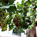 "EL HOGAR DE LA VIÑA" DE ALMUDENA GARCÍA MONFERRER