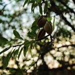 "EL FRUTO DE TORÁS" DE MÓNICA GARCÍA MONFERRER