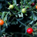 "LOS COLORES DE TORÁS" DE MÓNICA GARCÍA MONFERRER"LOS COLORES DE TORÁS" DE MÓNICA GARCÍA MONFERRER