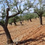 "LA SOLEDAD DEL ALMENDRO" DE VANESA PARRAS CAYUELA