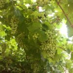 "COSECHA URBANA" DE VANESA PARRAS CAYUELA