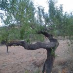 "NO RARO, SINO DISTINTO" DE ISABEL HERRANZ FLOR