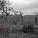 "AMAPOLAS" DE SILVIA BOSCH VICENTE