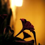 "TORÁS 1" DE CARLOS CASAS RICO