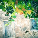 "VID-A" DE ALBERTO RAMOS LIZANA